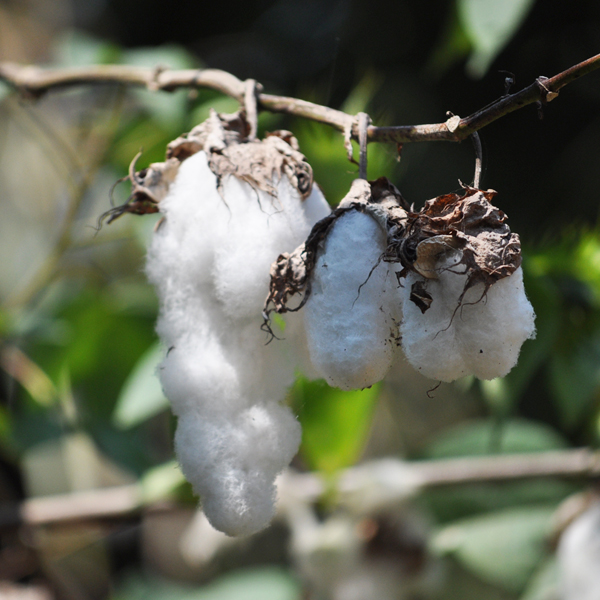 シピボ族の泥染め-アマゾン屋 - アマゾン・シピボ族の泥染め